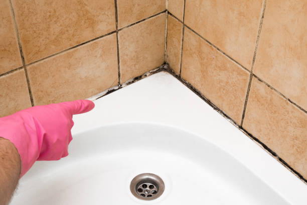 Best Residential Mold Remediation in Harbor Bluffs, FL