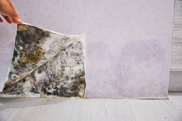 Best Kitchen Mold Remediation in Harbor Bluffs, FL